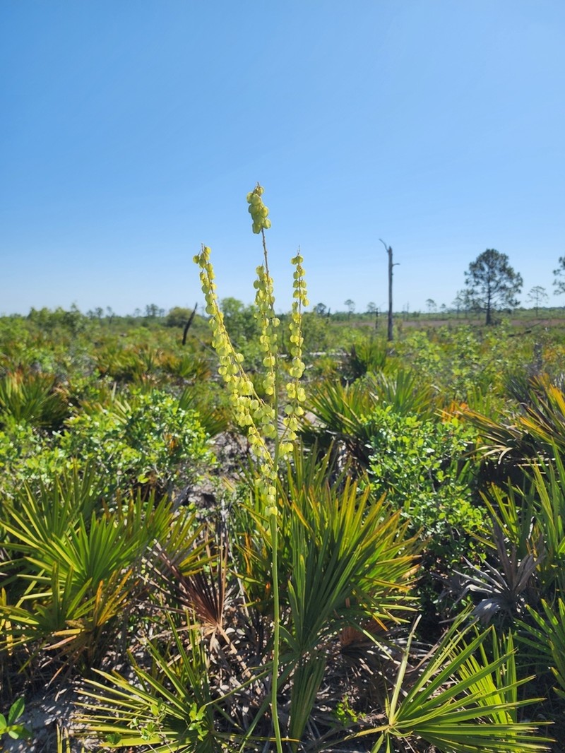 Britton's Beargrass photo 5