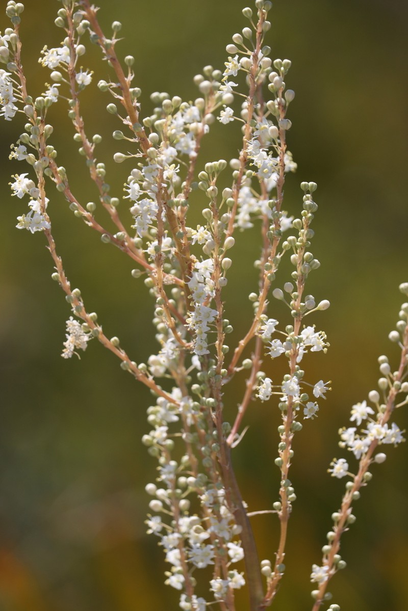 Britton's Beargrass photo 6