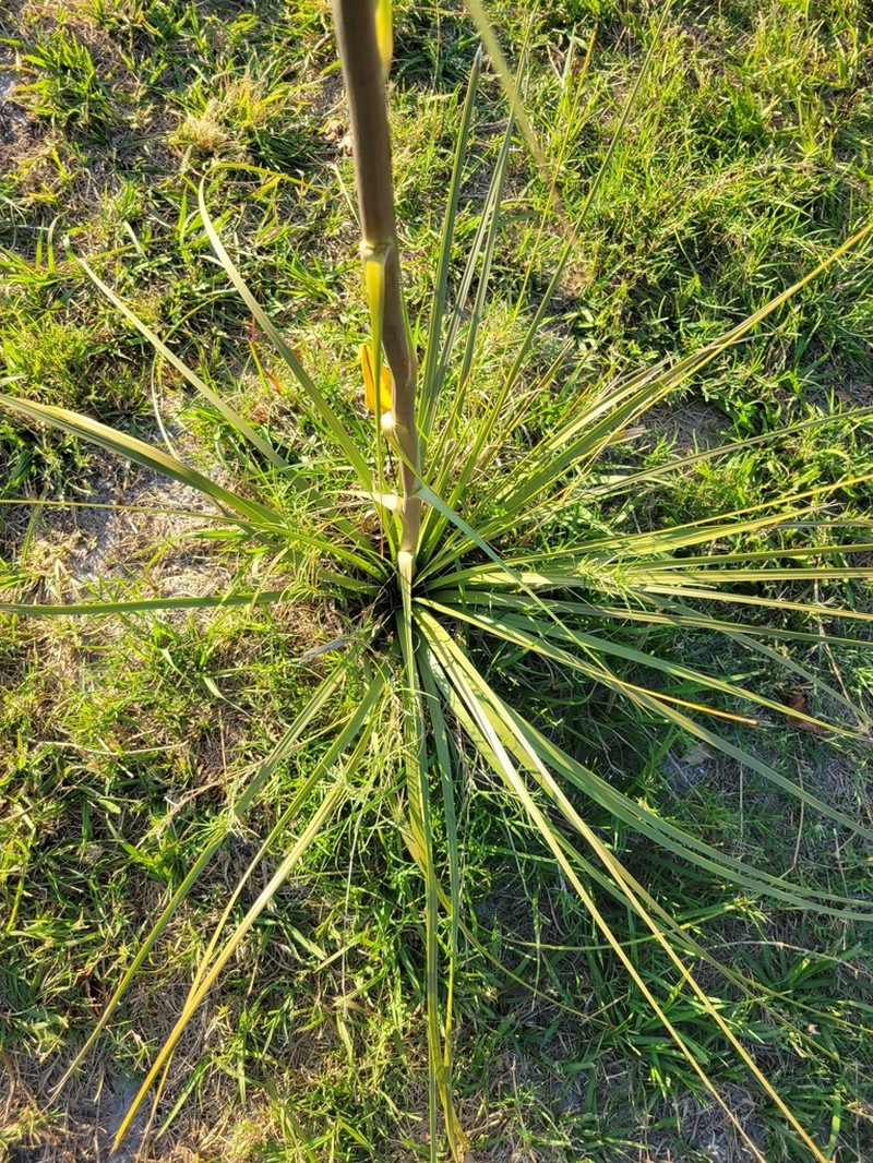 Britton's Beargrass photo 7