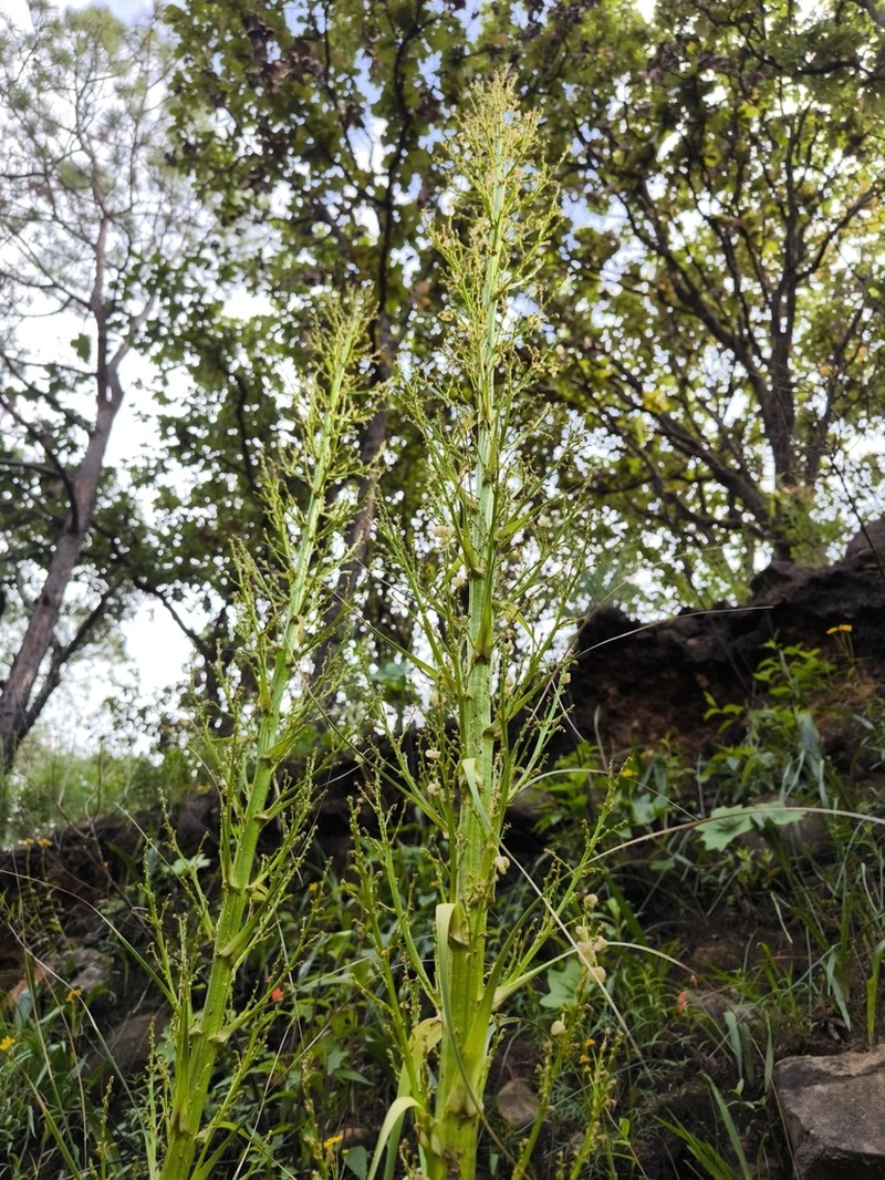 Nolina caxcana