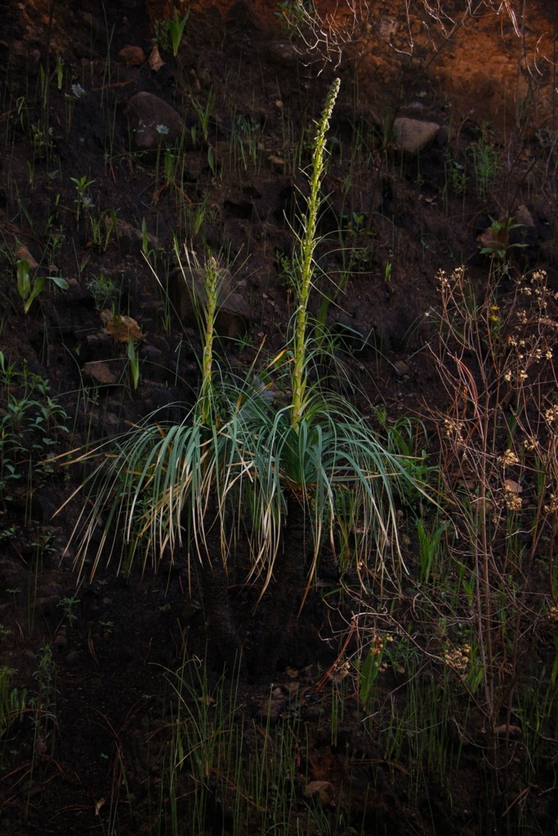 Nolina caxcana photo 2