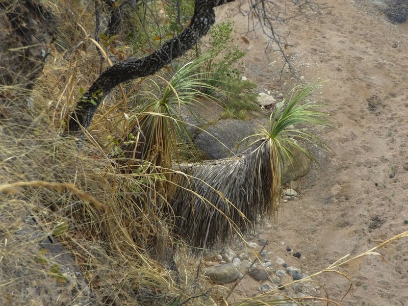 Nolina caxcana photo 3