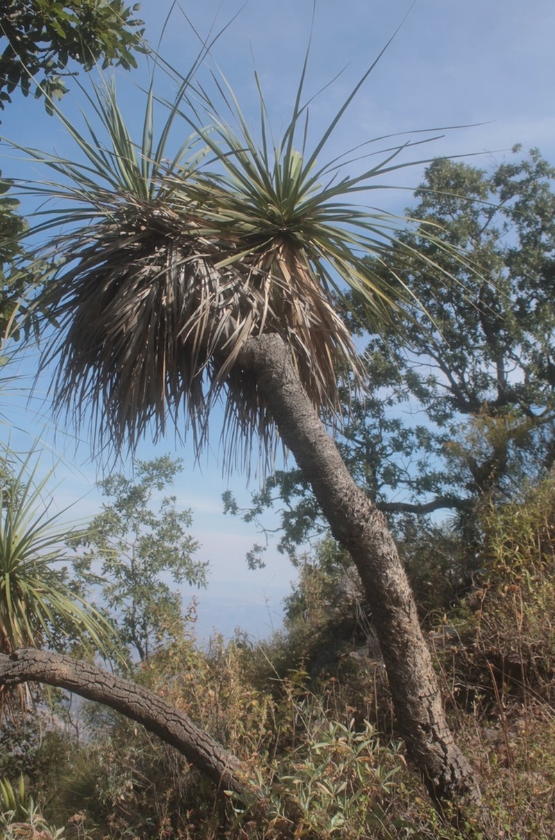Nolina caxcana photo 5