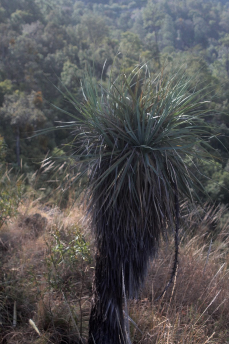 Nolina caxcana photo 7