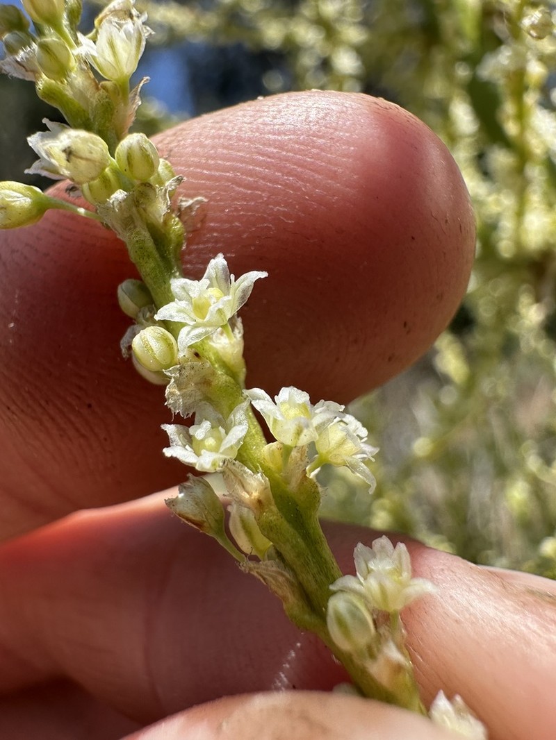 Peninsular Beargrass photo 2