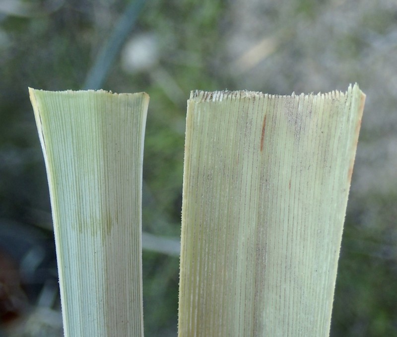 Peninsular Beargrass photo 3