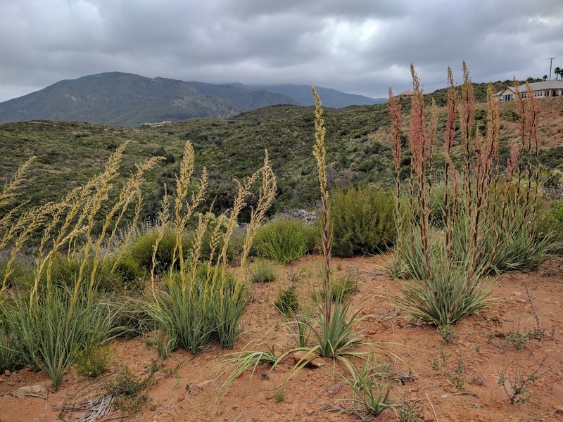Peninsular Beargrass photo 4