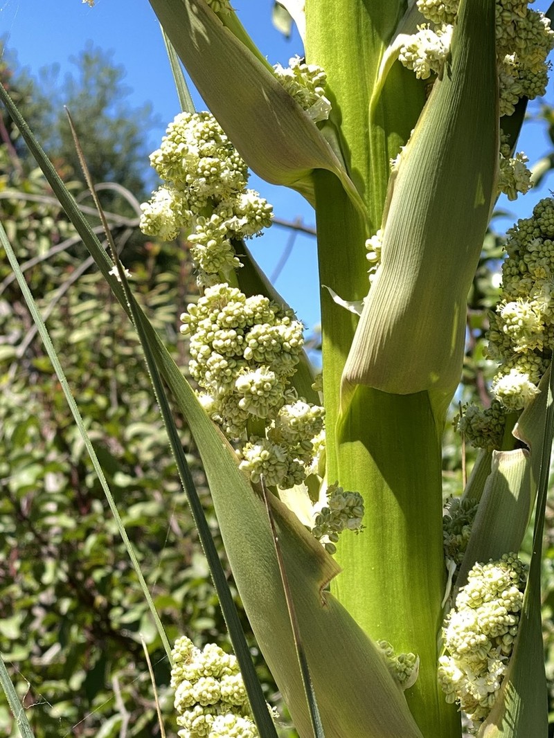 Peninsular Beargrass photo 5