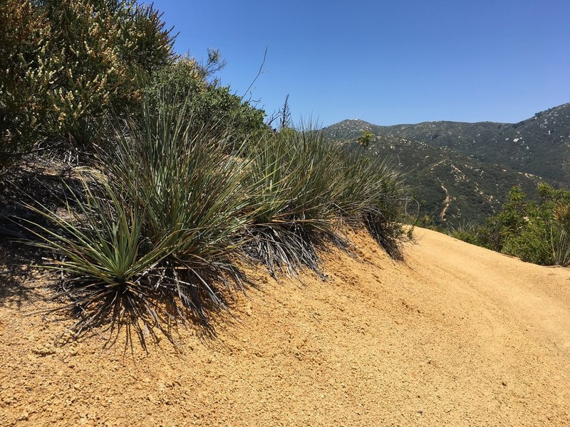 Peninsular Beargrass photo 6