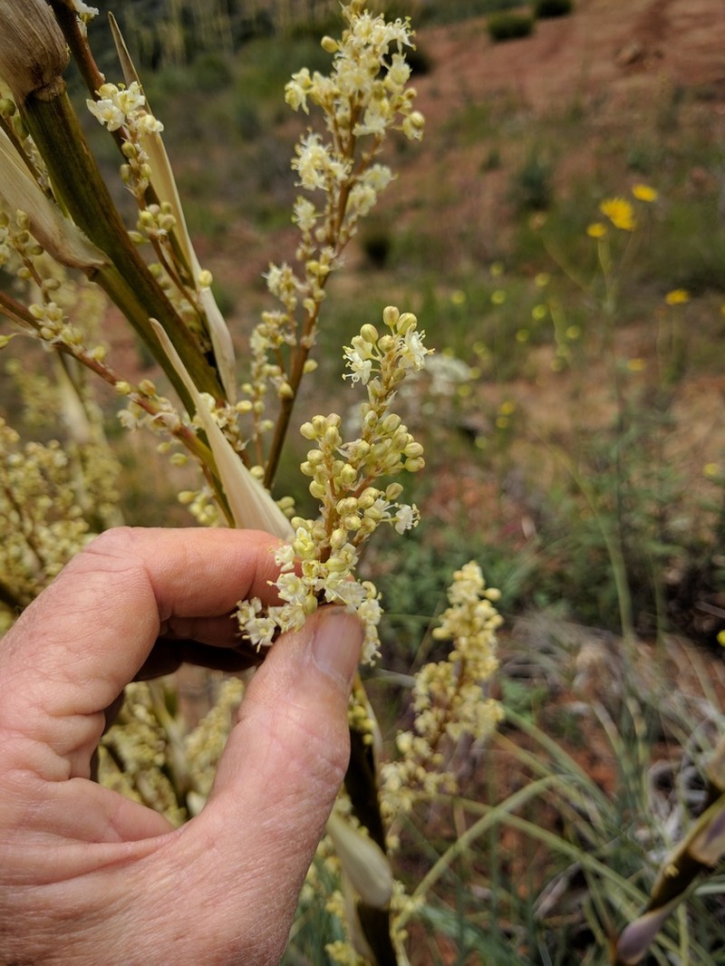 Peninsular Beargrass photo 7