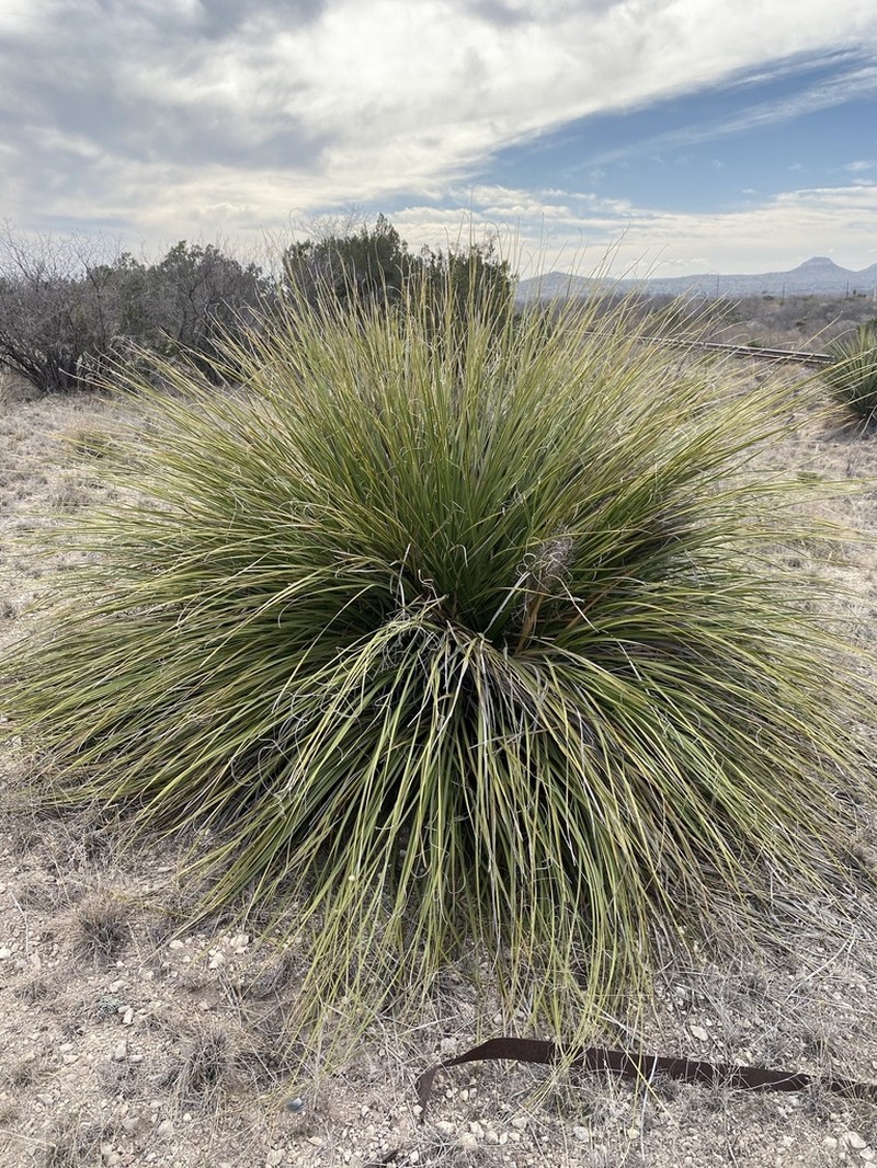 Foothill Beargrass photo 2