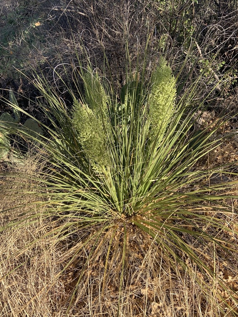 Foothill Beargrass photo 3