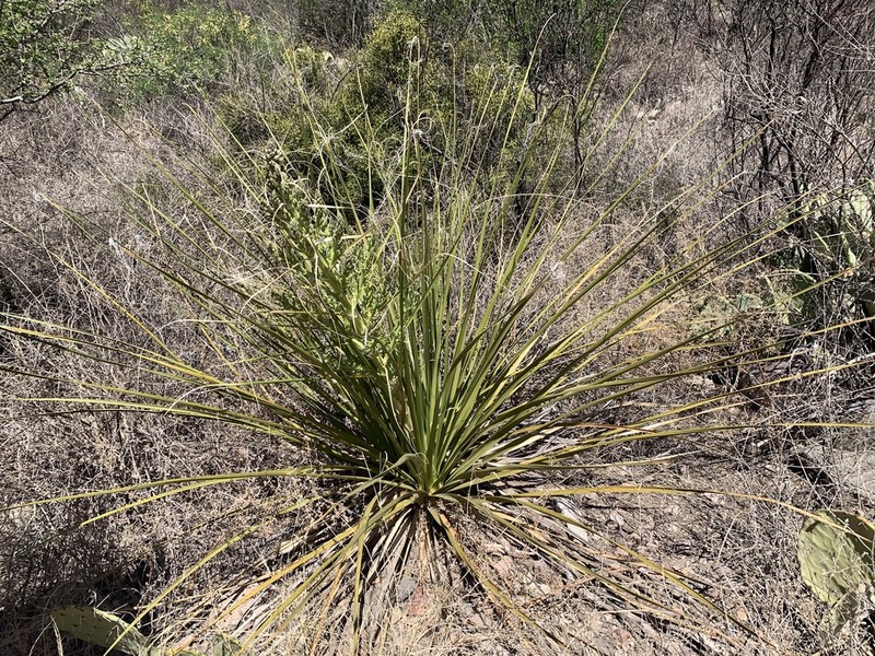 Foothill Beargrass photo 4
