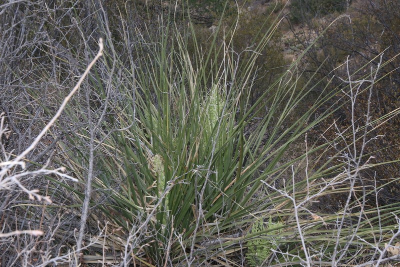 Foothill Beargrass photo 5