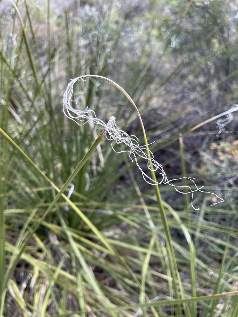 Foothill Beargrass photo 6