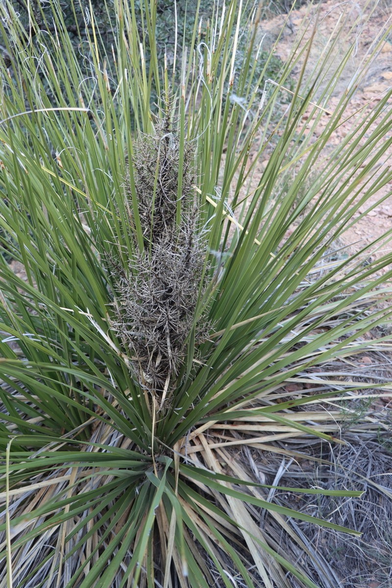 Foothill Beargrass photo 7