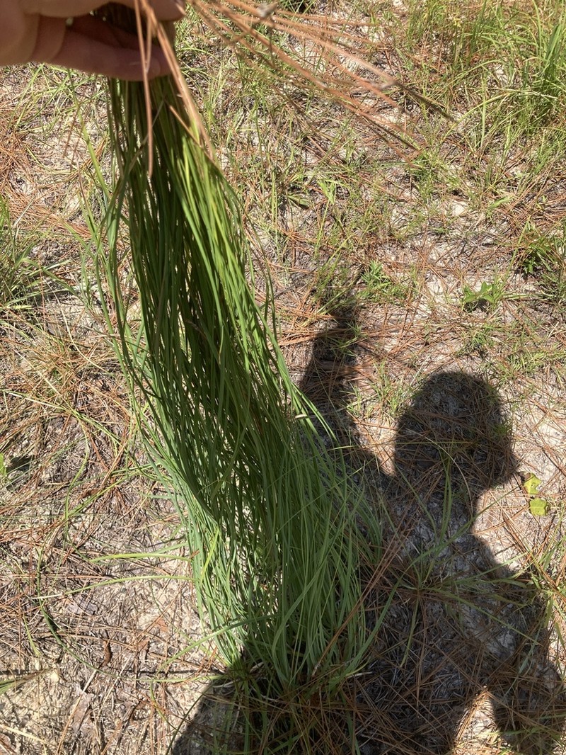 Georgia Beargrass