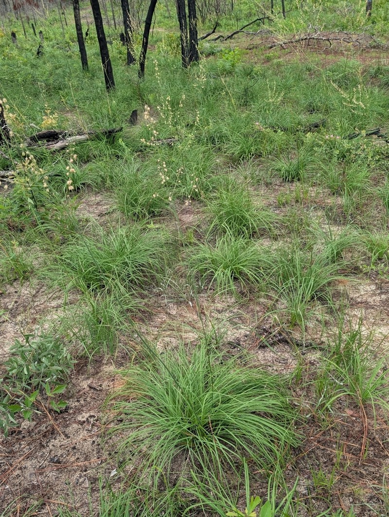 Georgia Beargrass photo 2