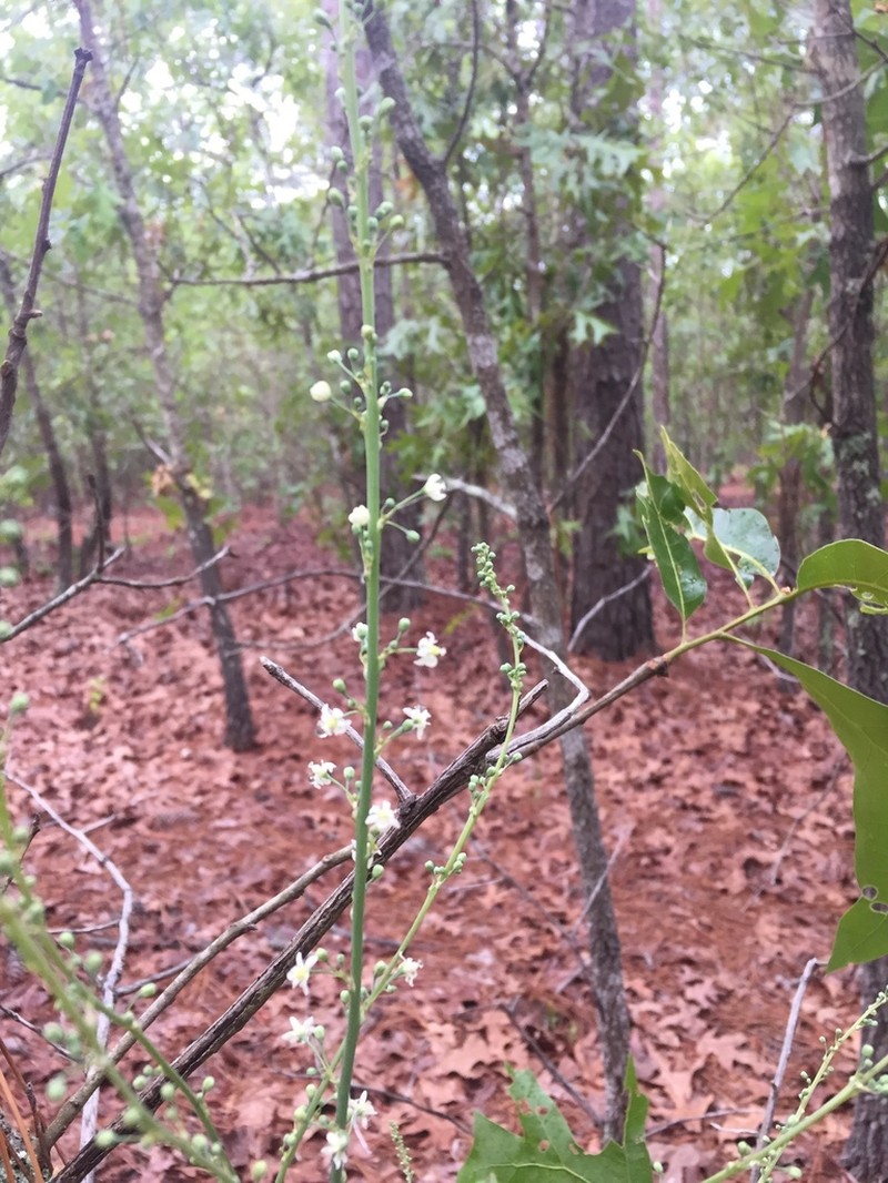 Georgia Beargrass photo 3