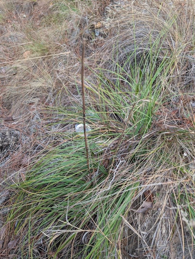 Georgia Beargrass photo 4