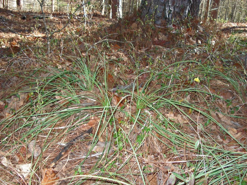 Georgia Beargrass photo 5