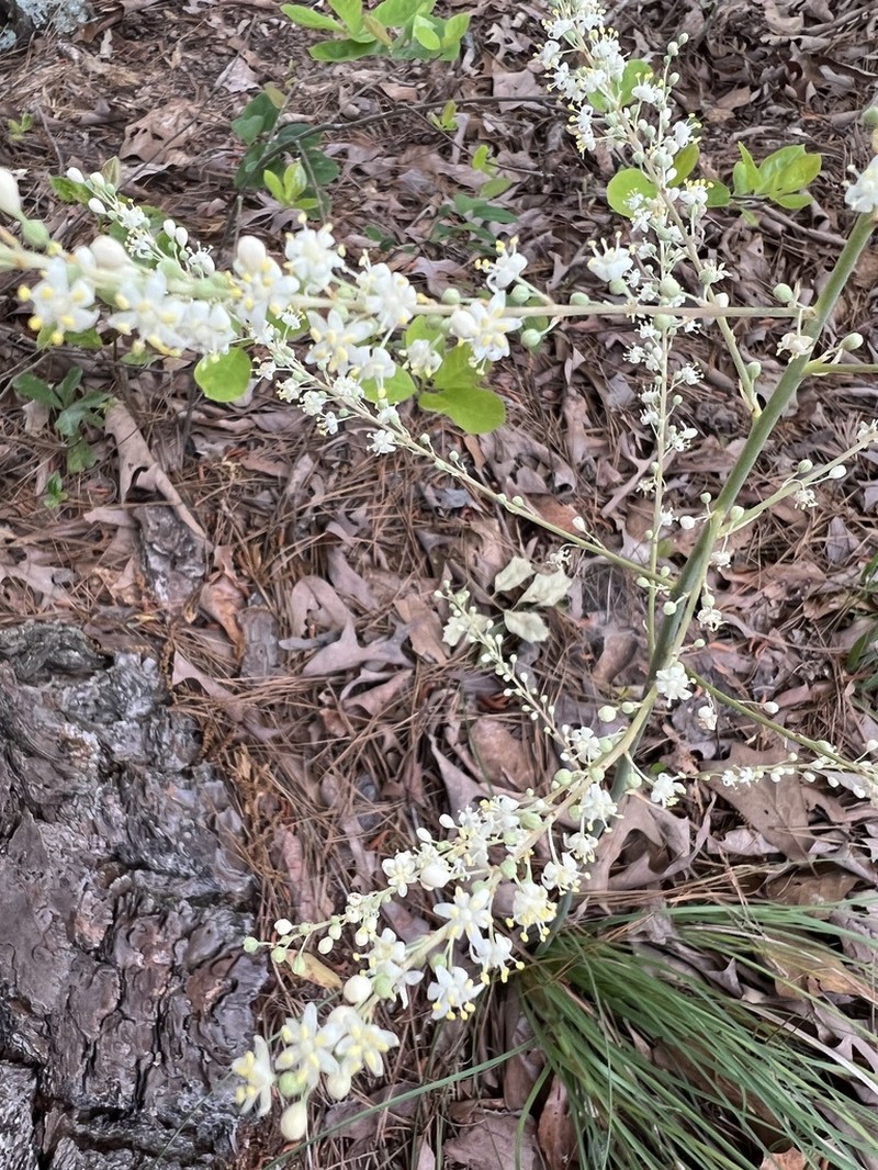 Georgia Beargrass photo 6