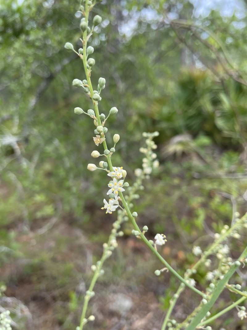 Georgia Beargrass photo 7