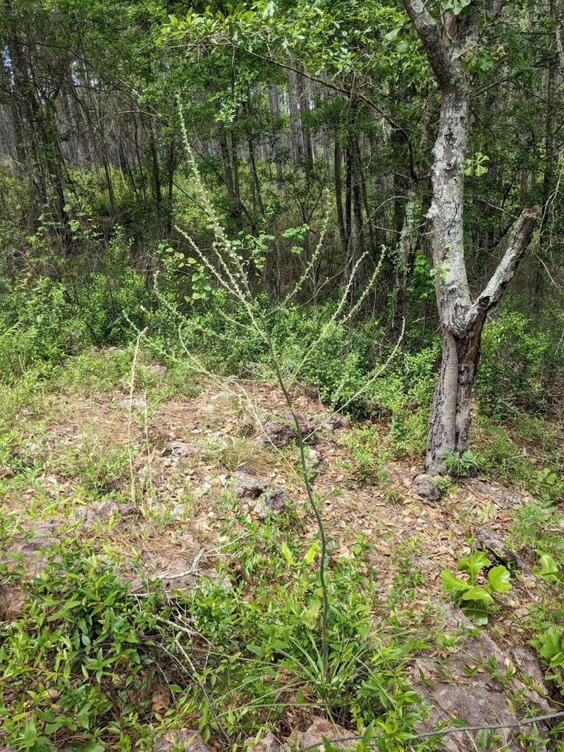 Georgia Beargrass photo 8