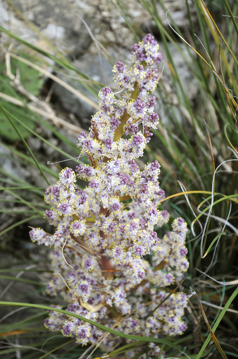 Woodland Beargrass photo 2