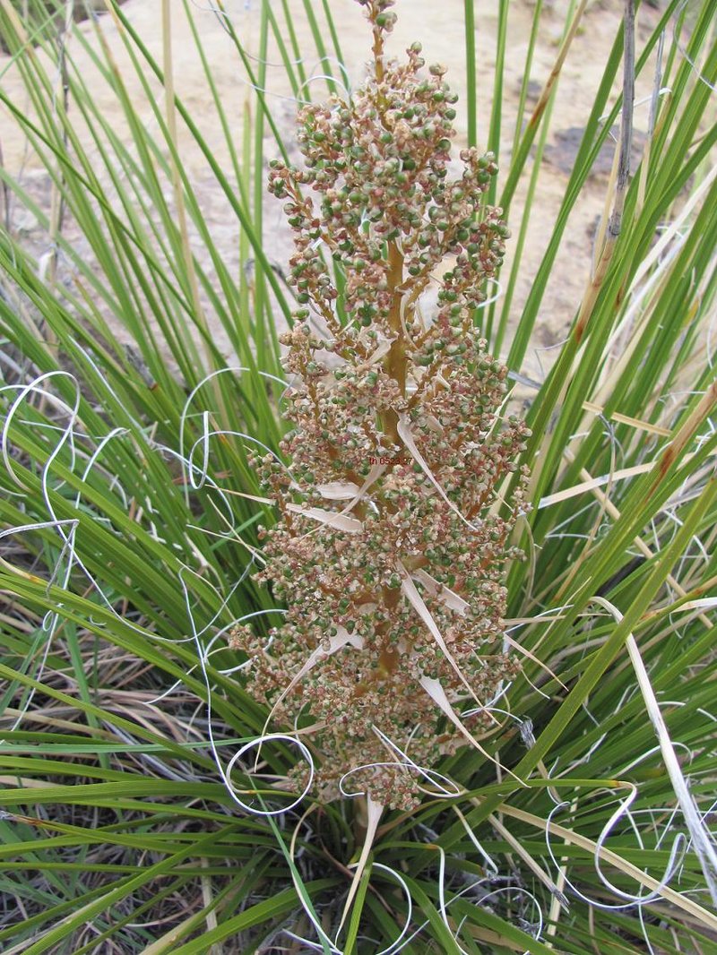 Woodland Beargrass photo 4