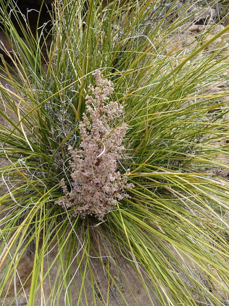 Woodland Beargrass photo 5
