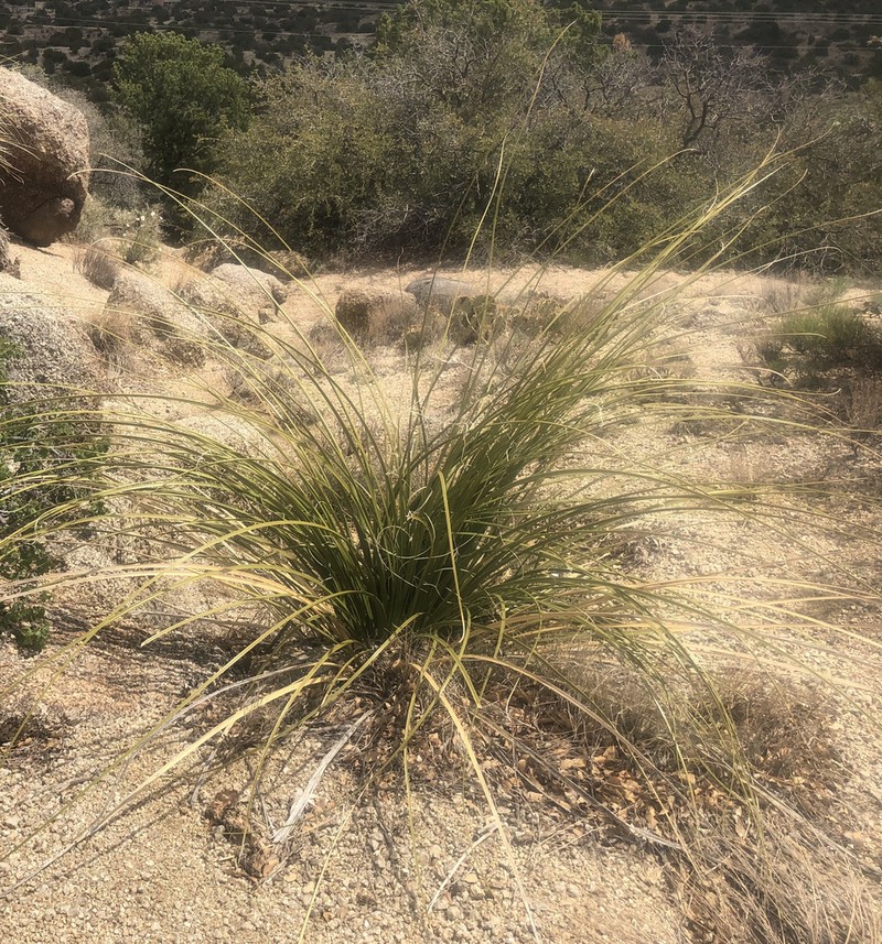 Woodland Beargrass photo 7