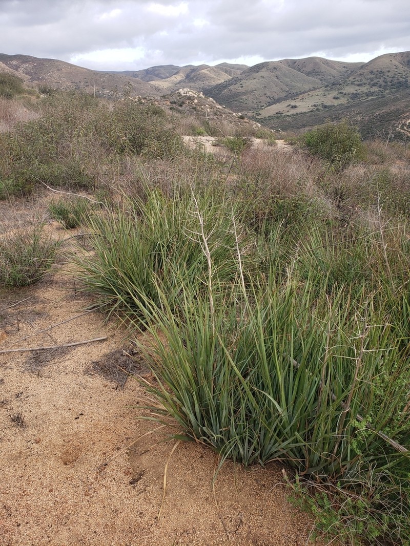Dehesa Beargrass photo 2
