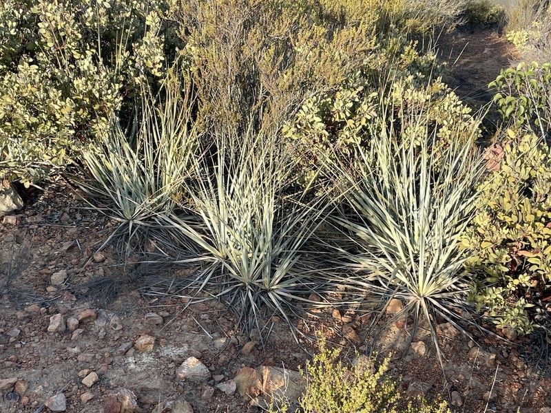 Dehesa Beargrass photo 3