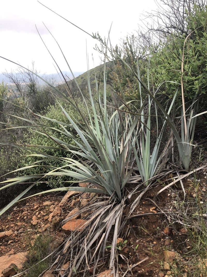 Dehesa Beargrass photo 4