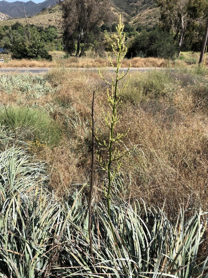Dehesa Beargrass photo 5