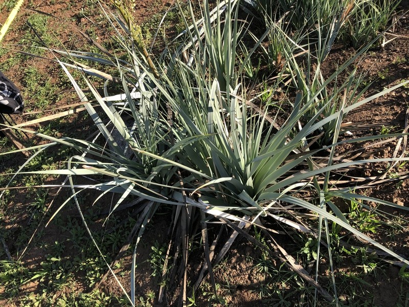 Dehesa Beargrass photo 6