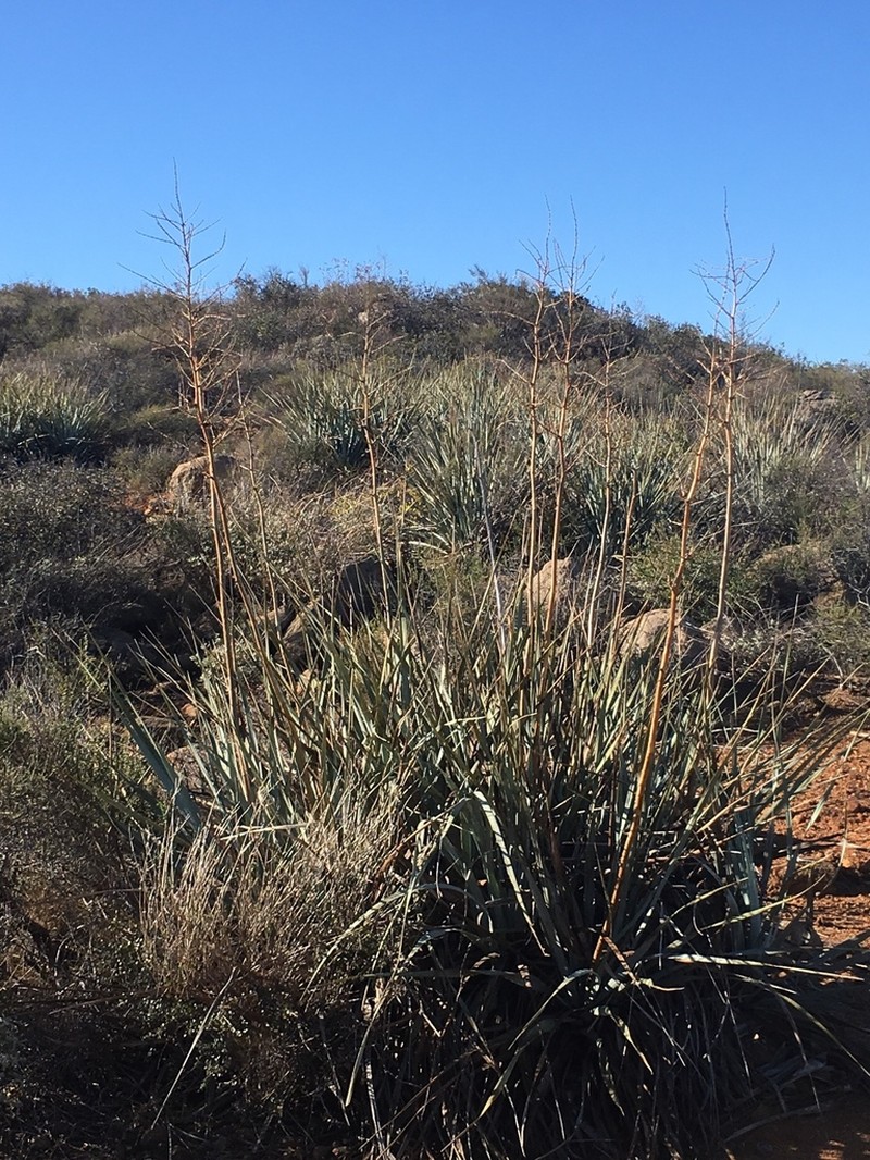 Dehesa Beargrass photo 7