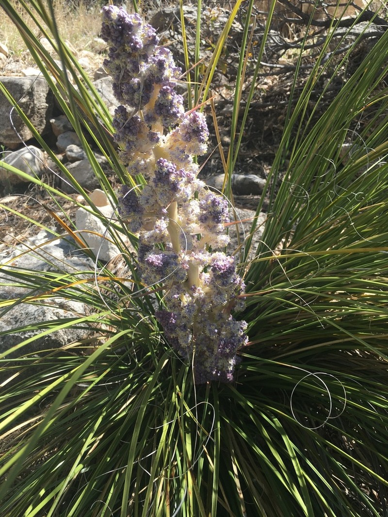Chaparral Beargrass