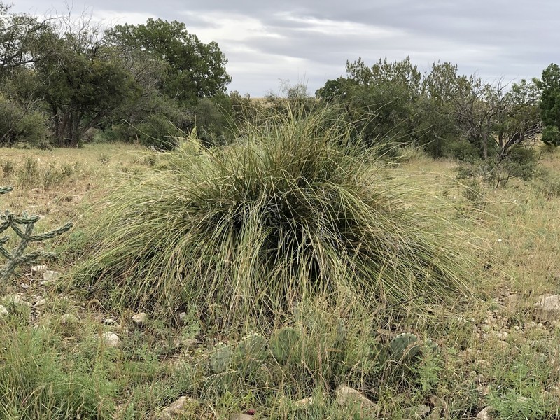 Chaparral Beargrass photo 2