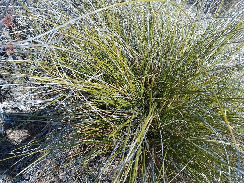 Chaparral Beargrass photo 3
