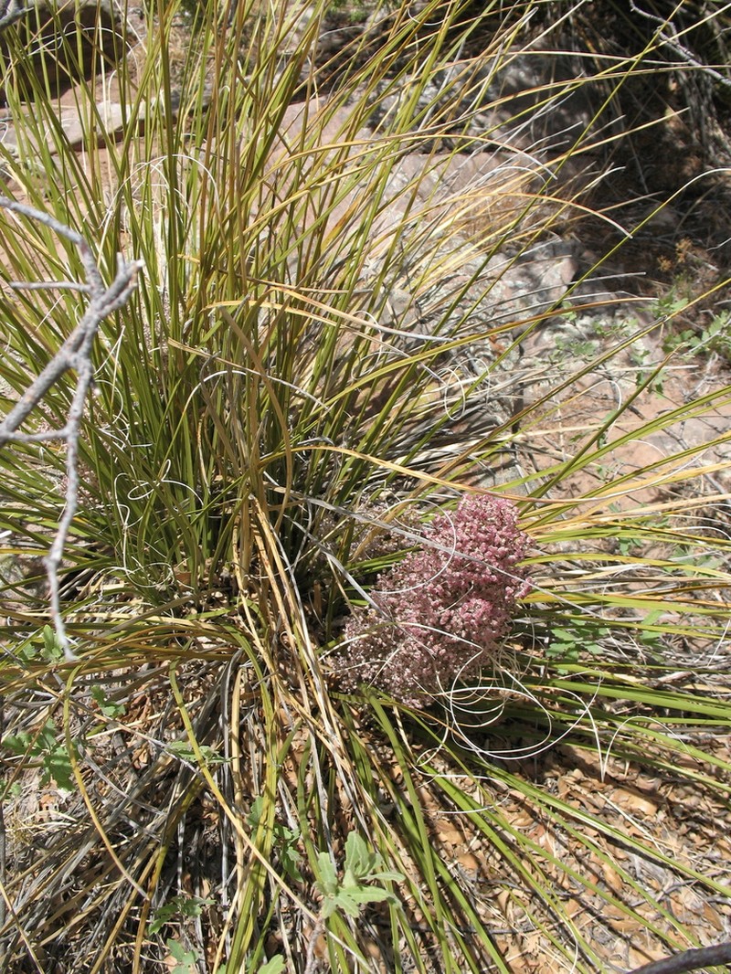 Chaparral Beargrass photo 4