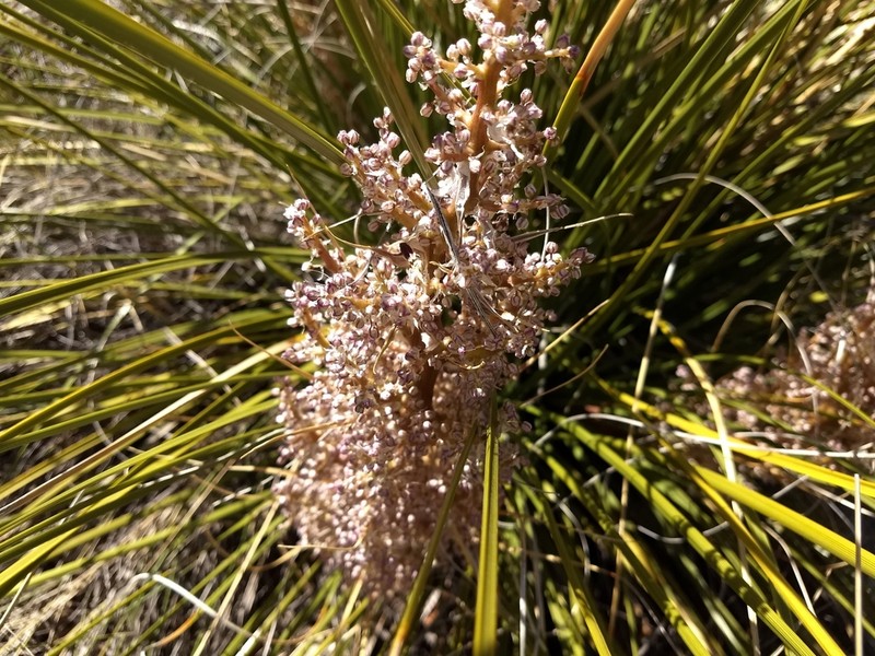 Chaparral Beargrass photo 5