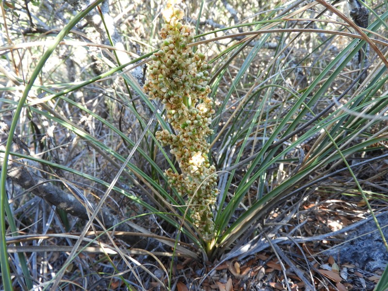 Chaparral Beargrass photo 6