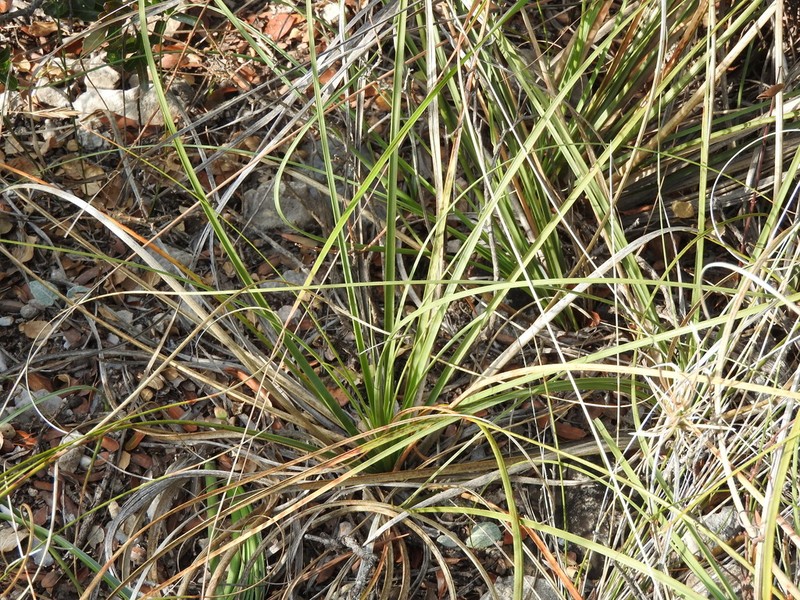 Chaparral Beargrass photo 7
