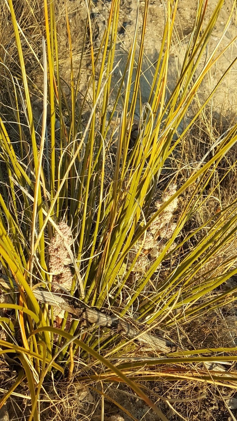 Chaparral Beargrass photo 8