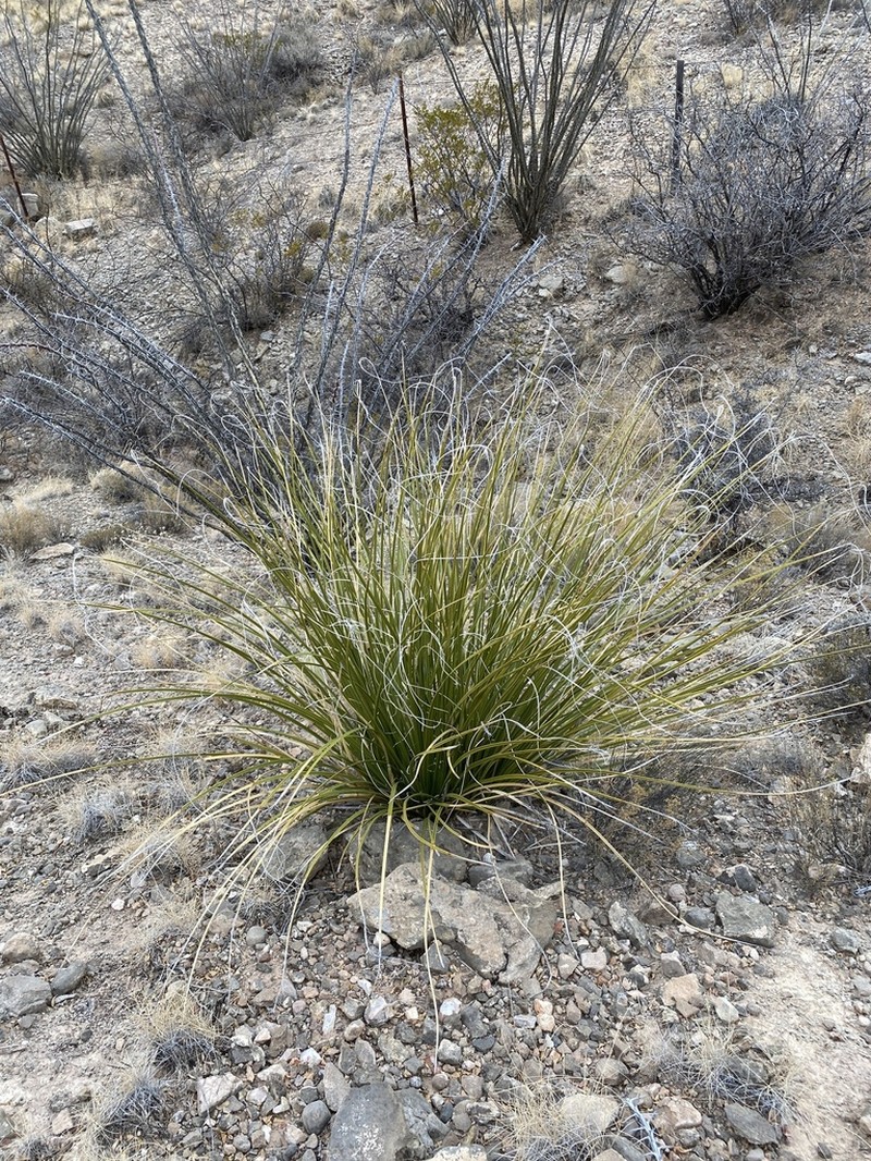 Sacahuista photo 6