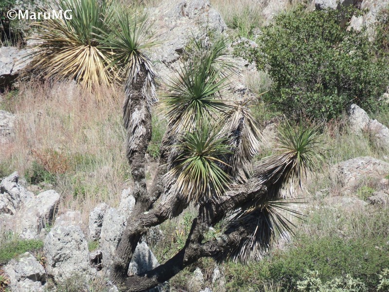 Nolina orbicularis