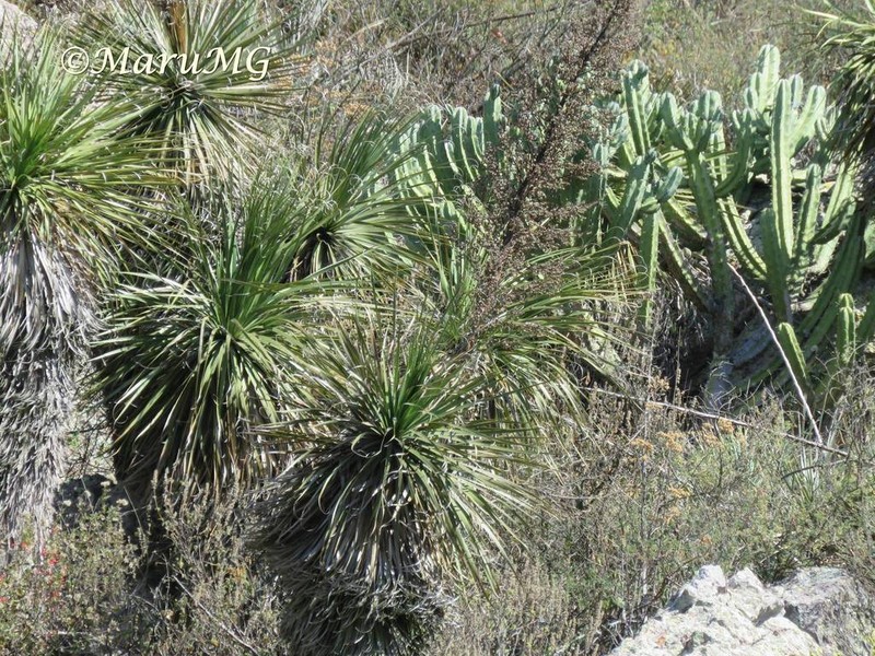 Nolina orbicularis photo 2