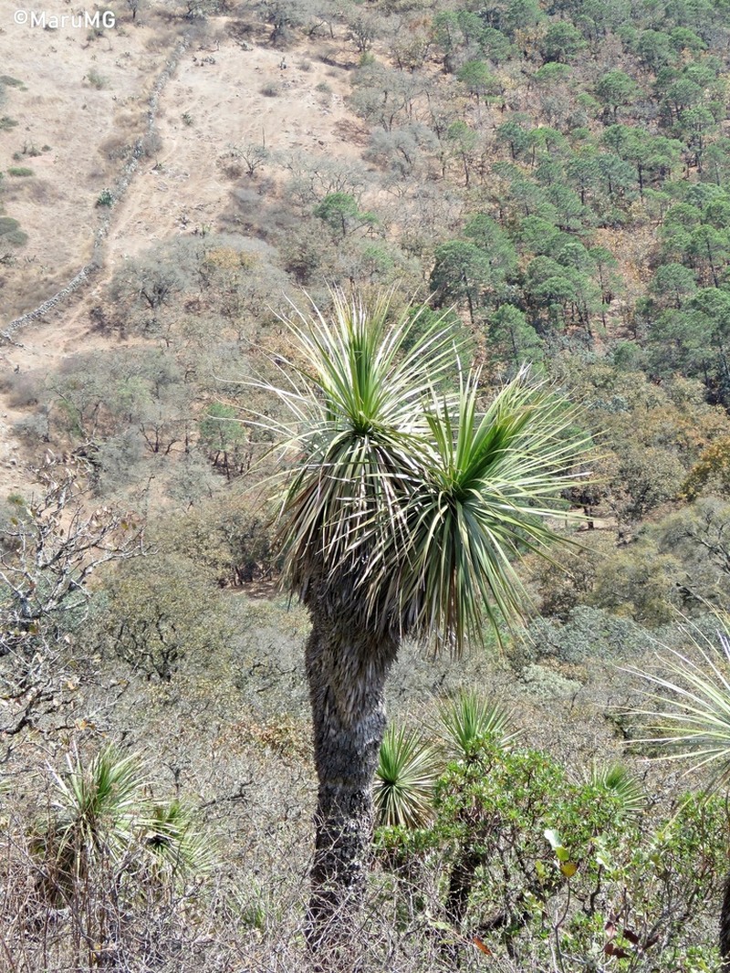 Nolina orbicularis photo 3
